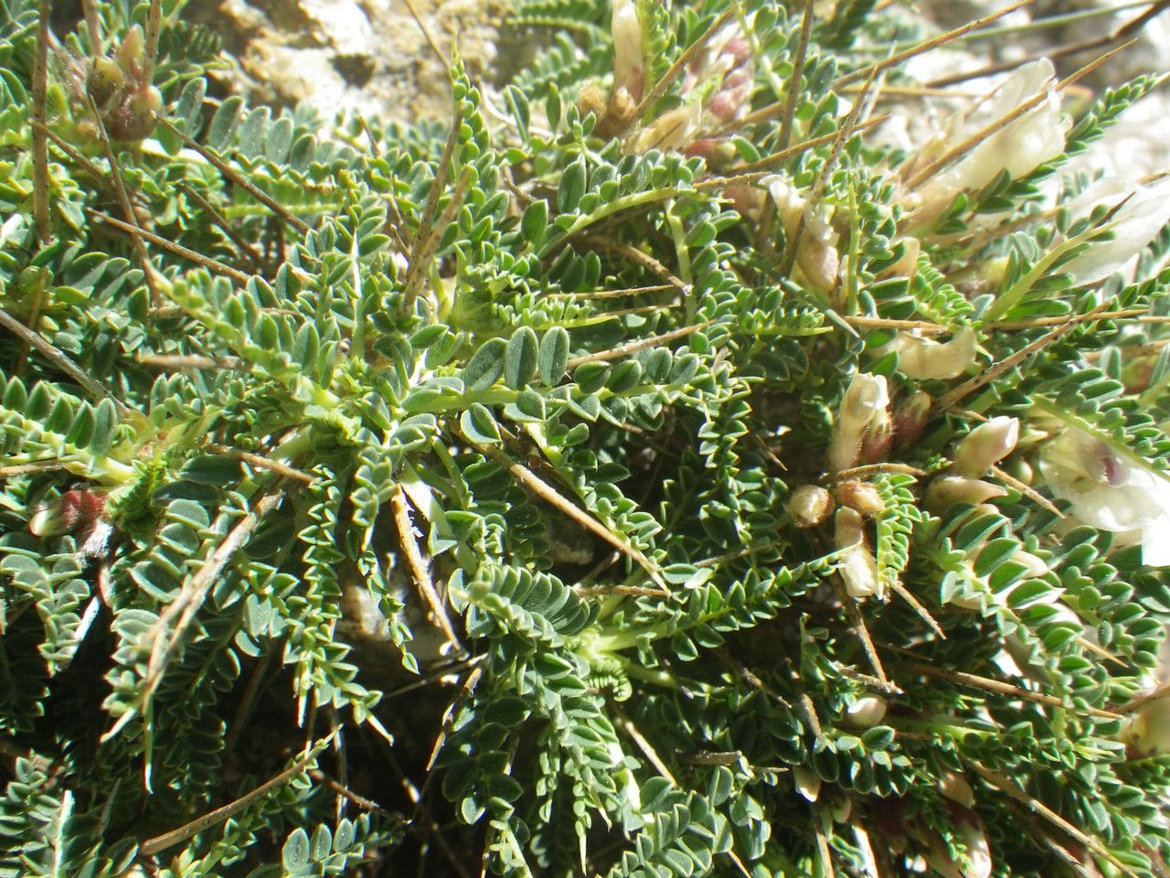 Astragalus greuteri — houseplant care guide