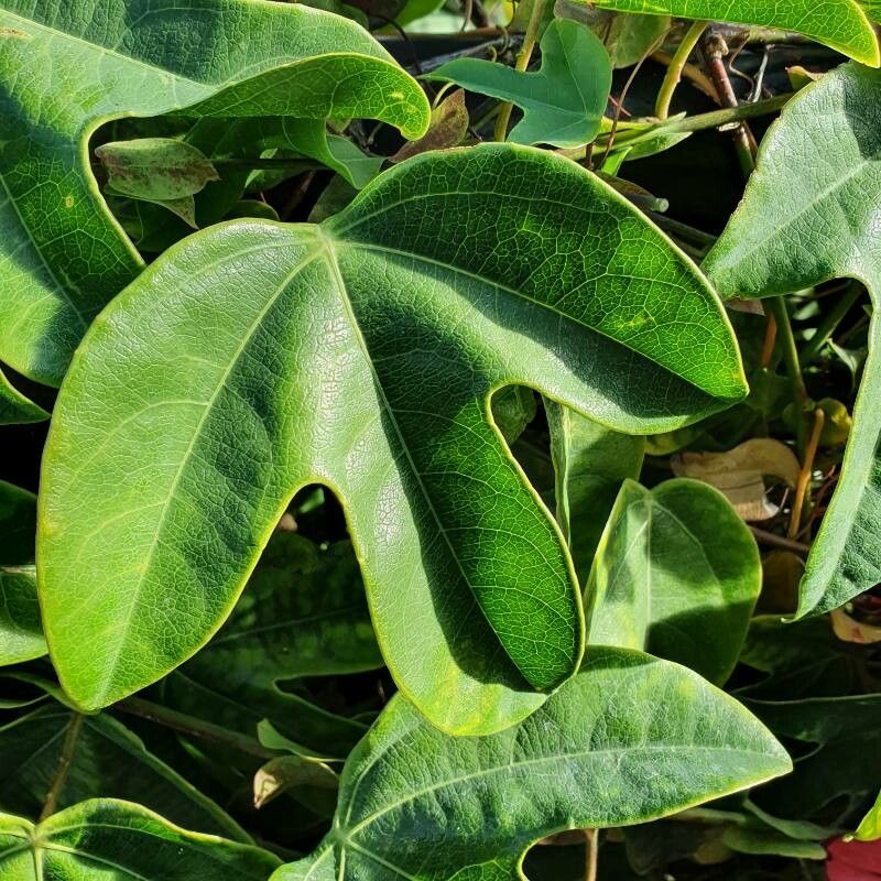 Passiflora racemosa — houseplant care guide