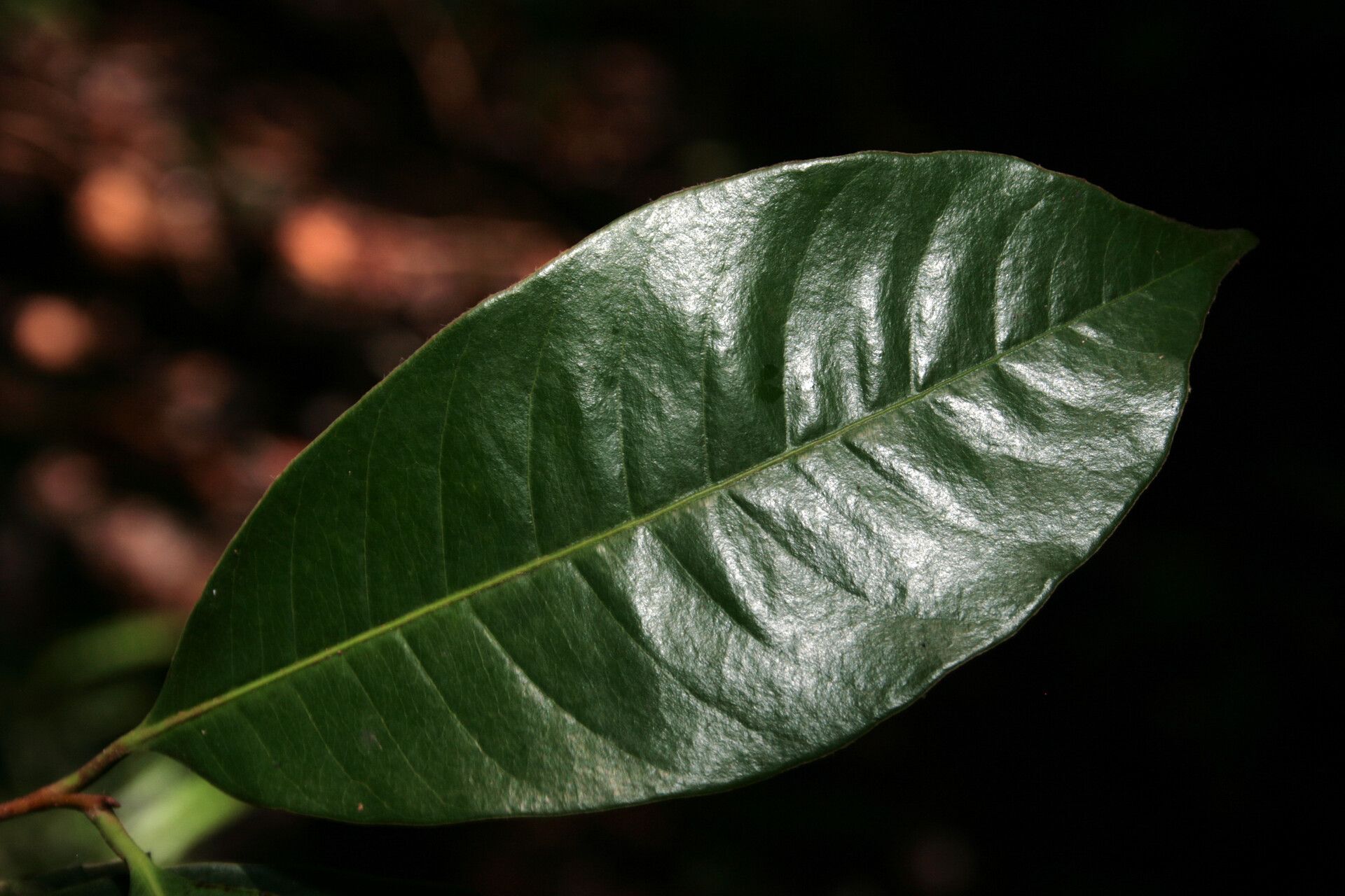 Pouteria ephedrantha — search result for 'Pouteria'