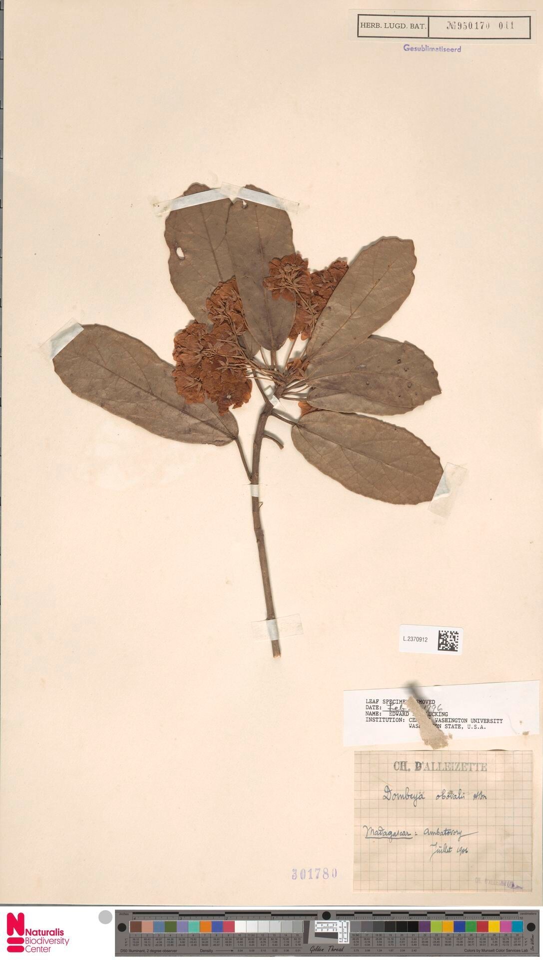 Dombeya obovalis — houseplant care guide