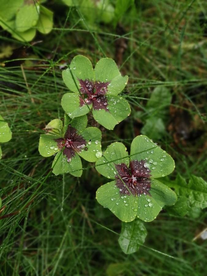 Oxalis tetraphylla leaf