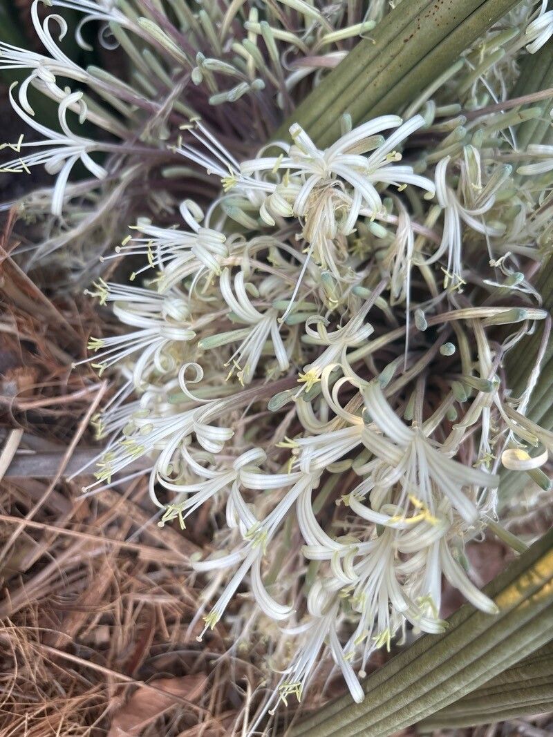 Dracaena dawei flower