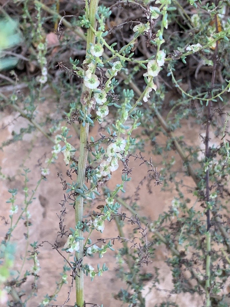 Maireana brevifolia fruit