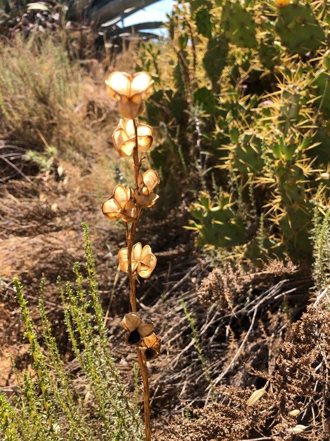 Dioscorea villosa flower