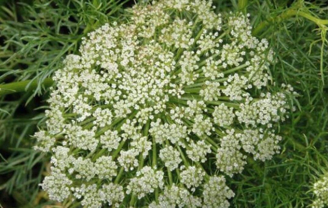 Ammi visnaga flower