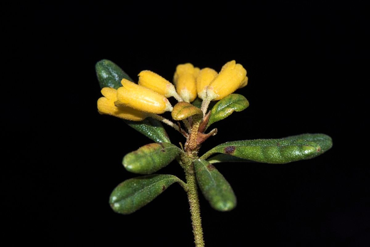 Rhododendron perakense — houseplant care guide