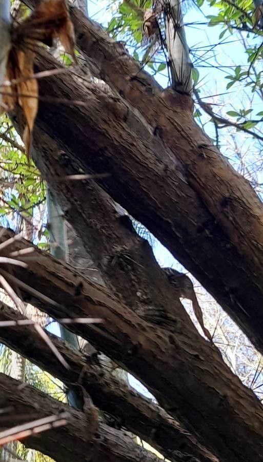 Pereskia sacharosa bark