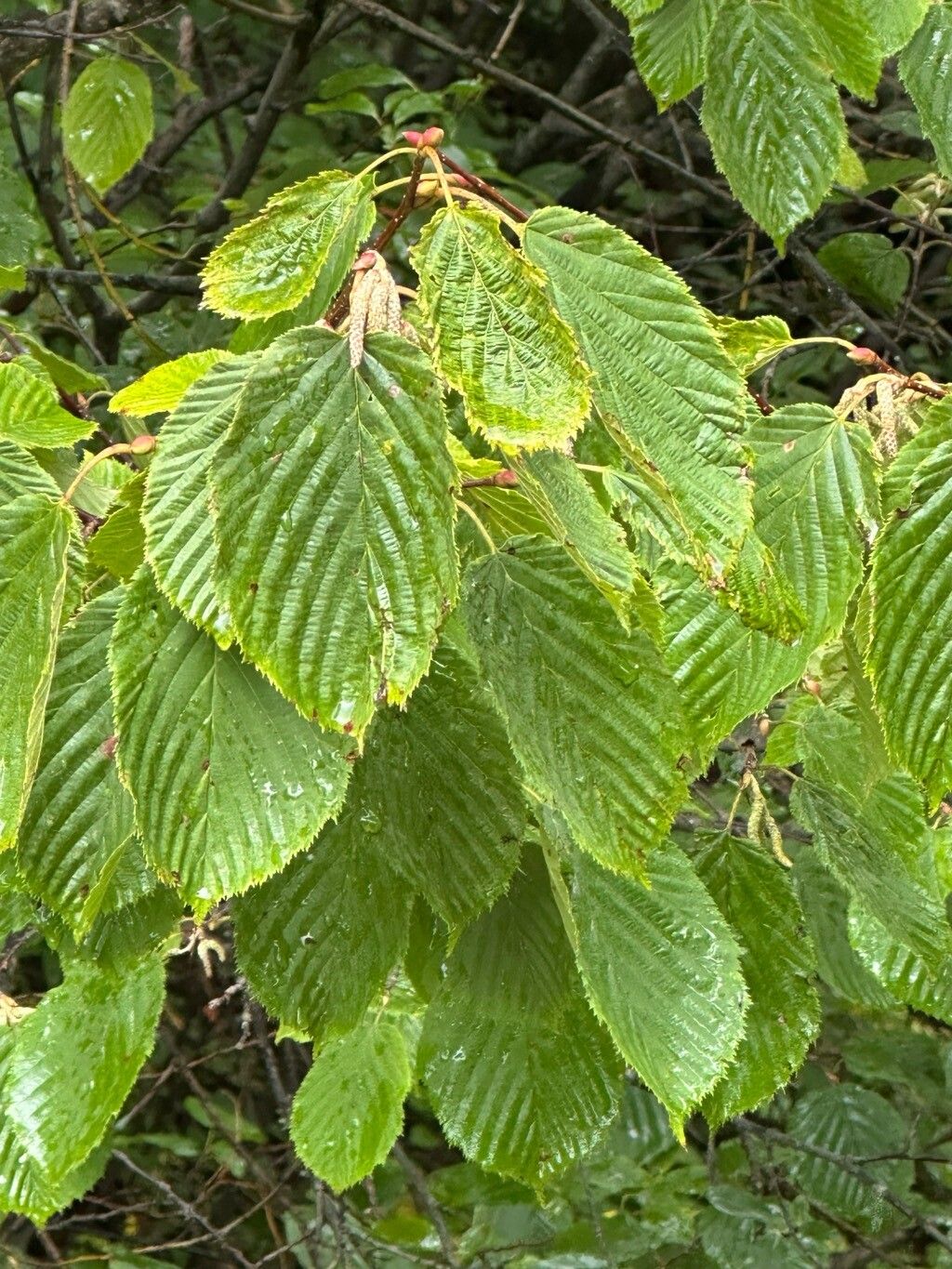 Corylus ferox — search result for 'Corylus'