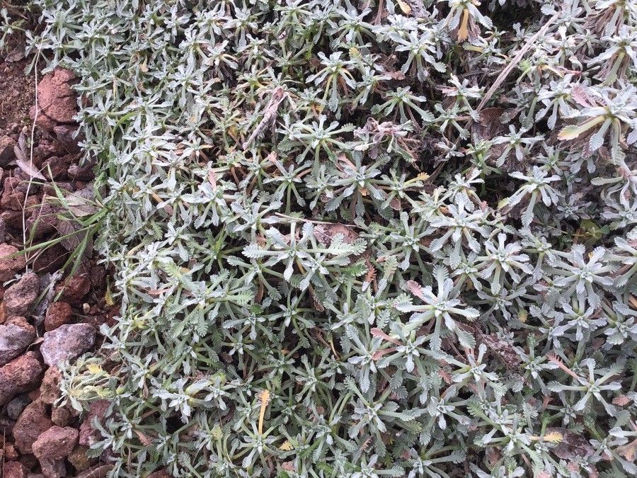 Achillea umbellata habit
