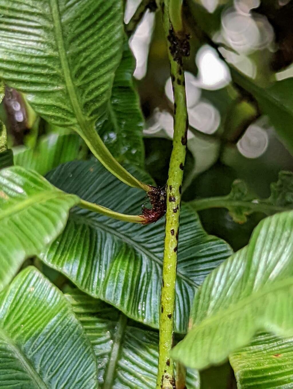 Davallia heterophylla bark