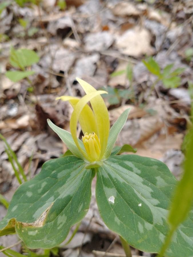 Trillium luteum flower