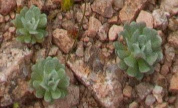 Filago tyrrhenica — search result for 'Filago'