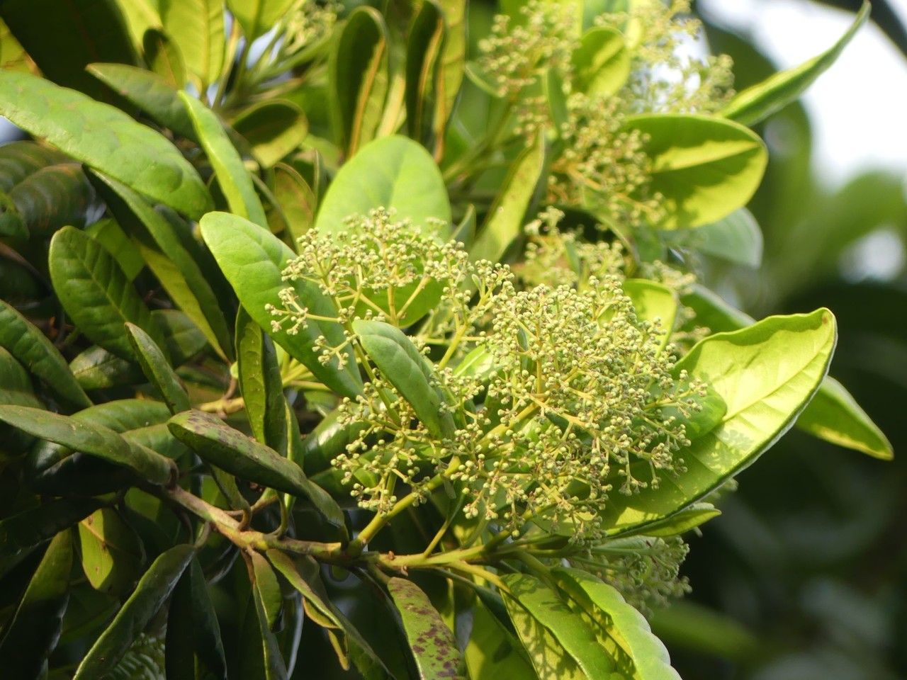 Pimenta dioica flower