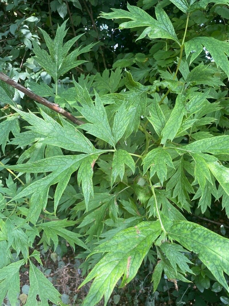 Paeonia ludlowii — houseplant care guide