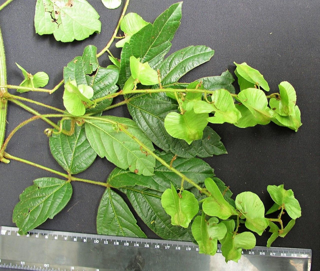 Serjania valerii other