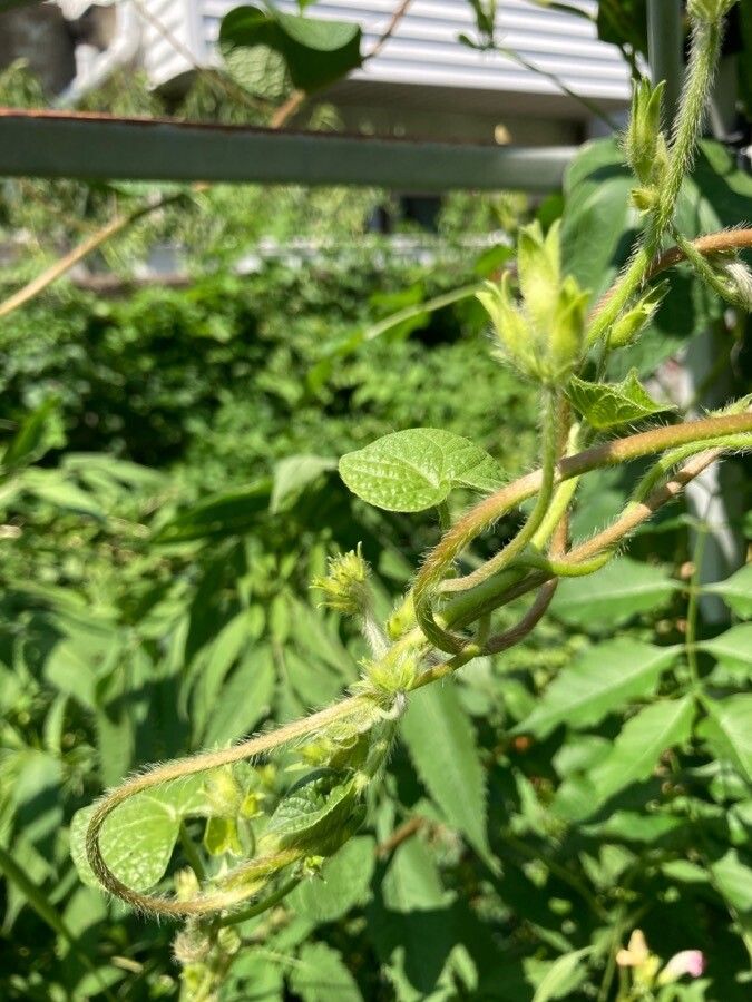 Ipomoea eriocarpa — search result for 'Ipomoea'