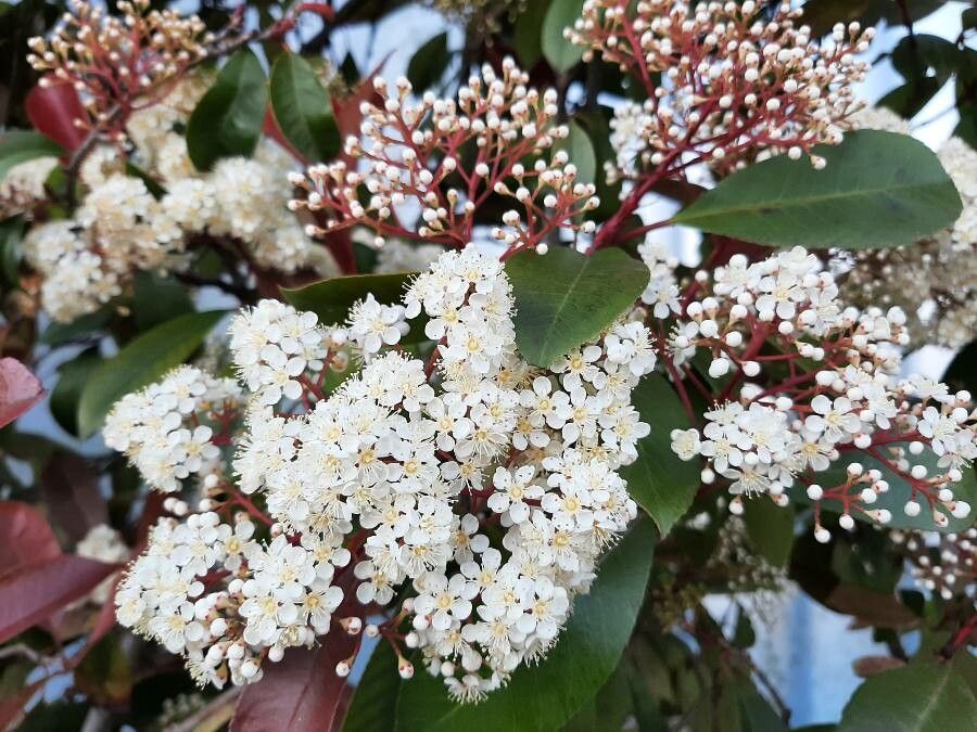 Photinia serrulata flower