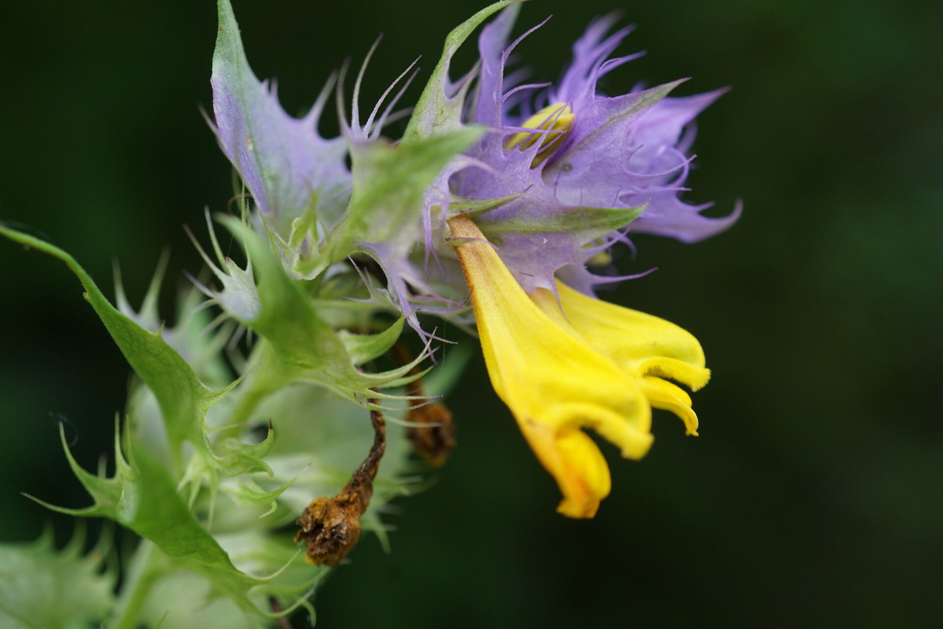 Melampyrum bihariense — related species from the same genus