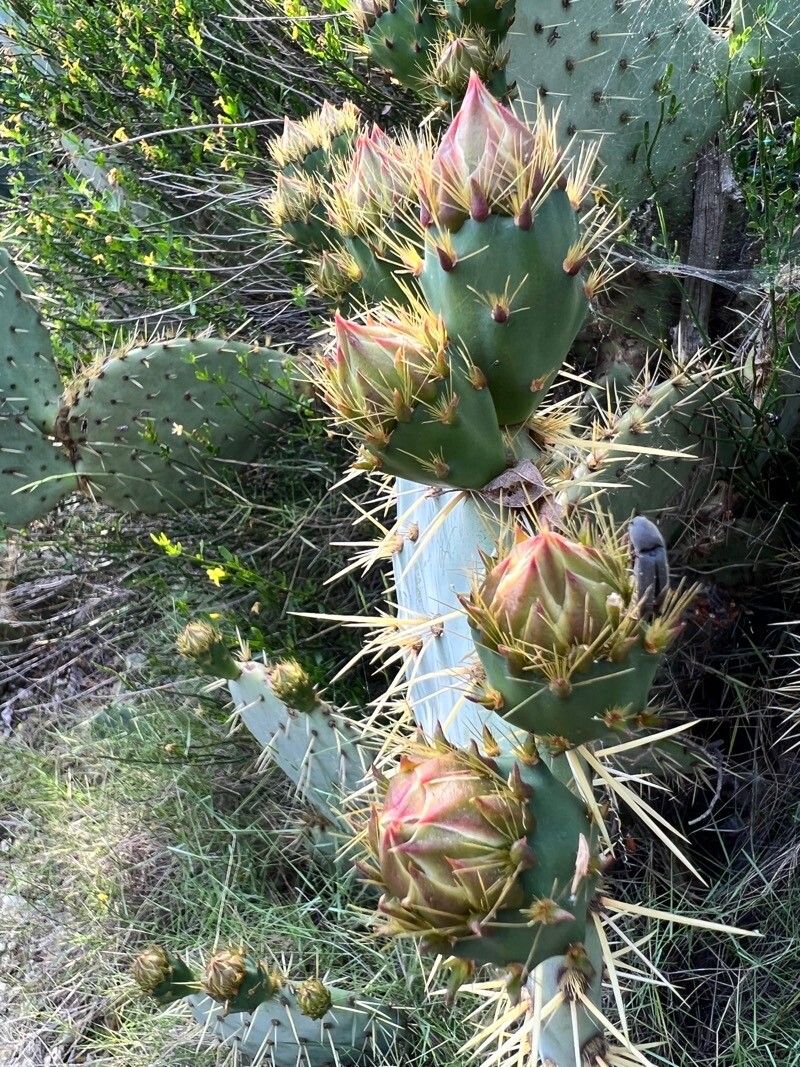 Opuntia littoralis flower
