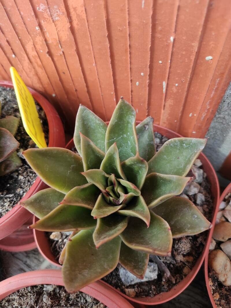 Echeveria gilva — search result for 'Echeveria'