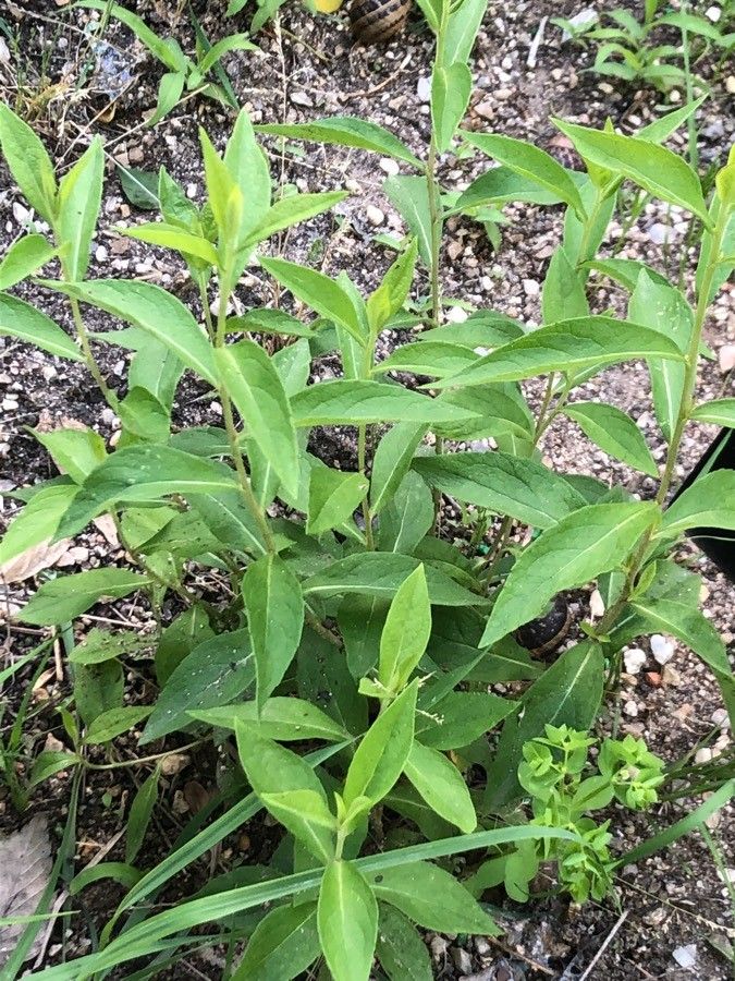 Inula helvetica — search result for 'Inula'