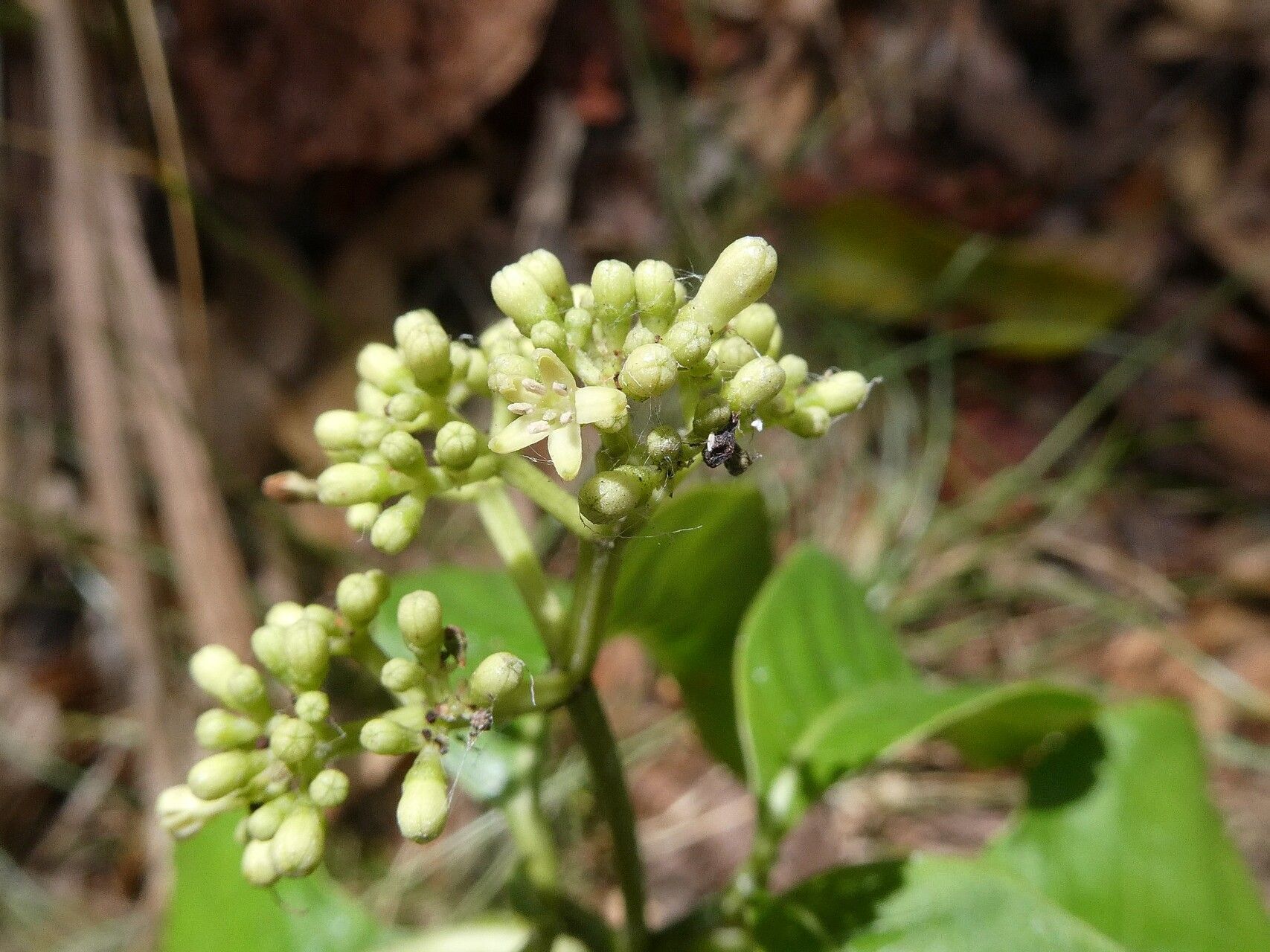 Palicourea pedunculosa flower