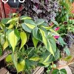 Philodendron cordatum