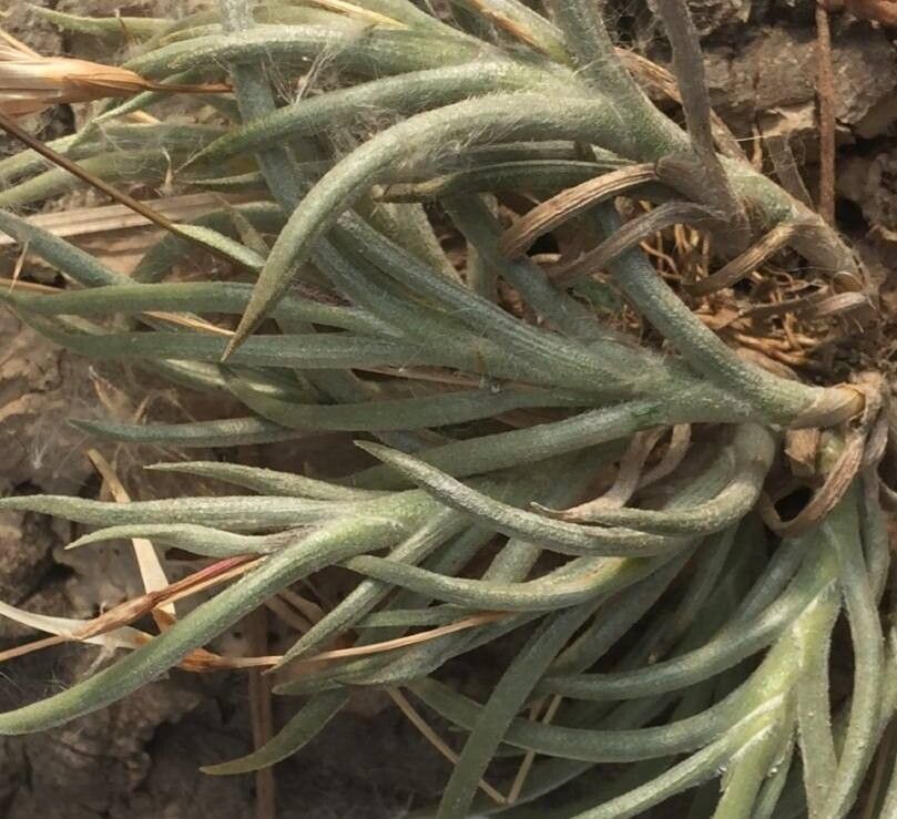 Tillandsia castellanii habit