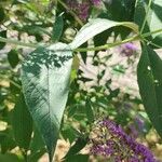Buddleja japonica