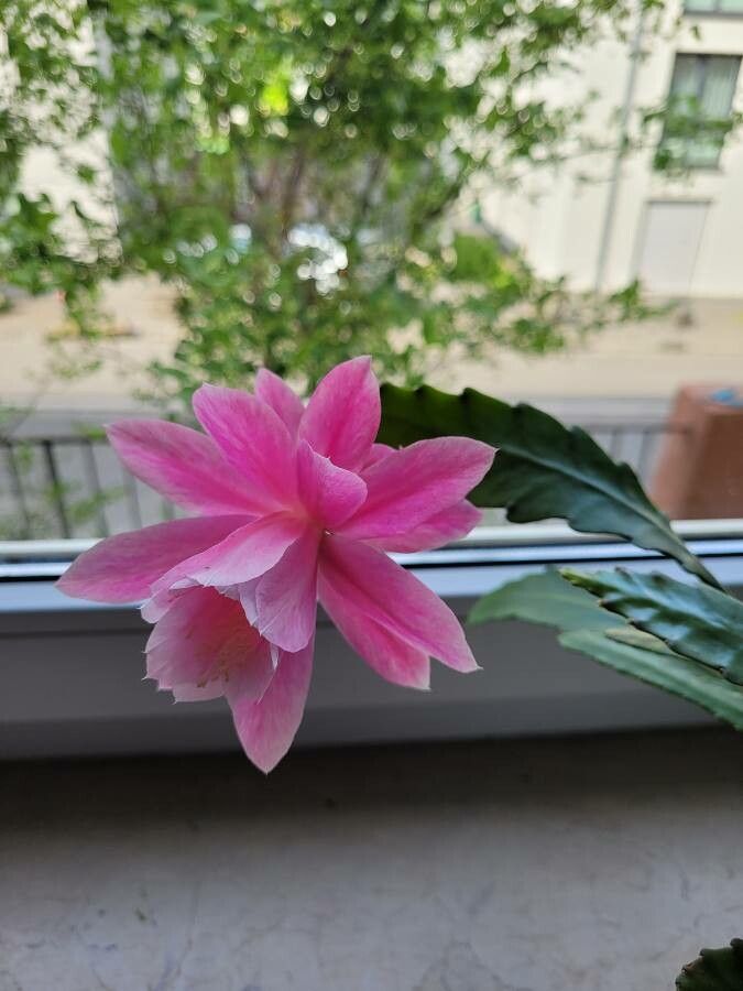 Epiphyllum spp. — houseplant care guide