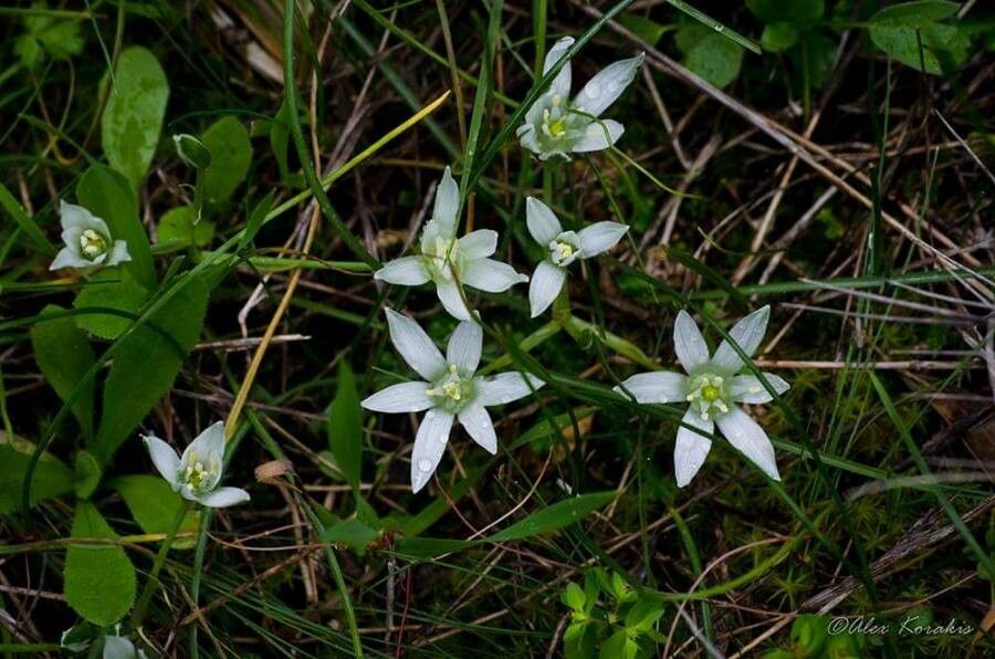 Ornithogalum armeniacum — related species from the same genus