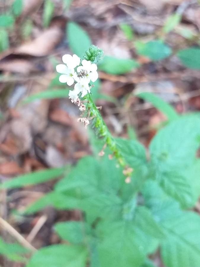 Heliotropium angiospermum flower