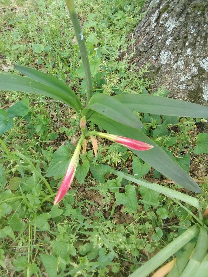 Crinum bulbispermum leaf