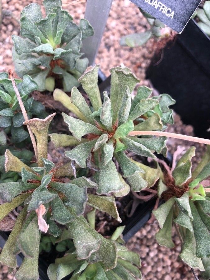 Adromischus cristatus