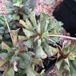 Adromischus cristatus