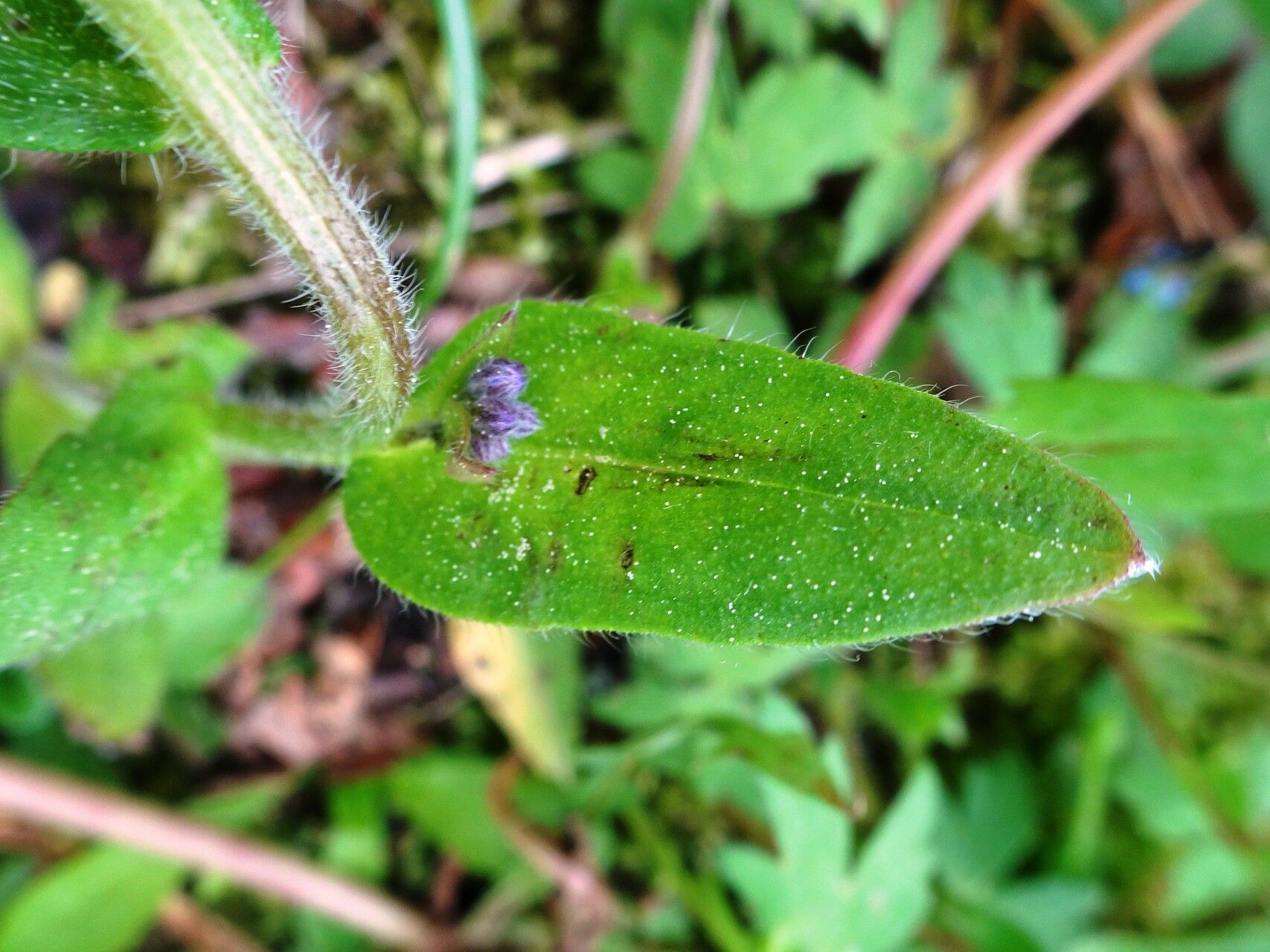 Myosotis decumbens leaf