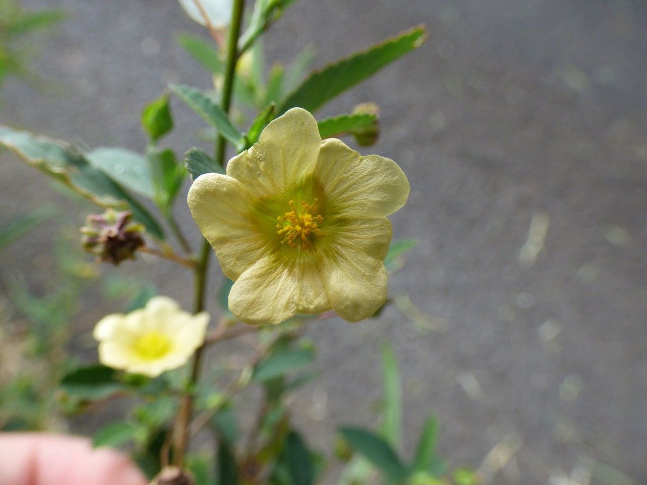 Sida retusa flower