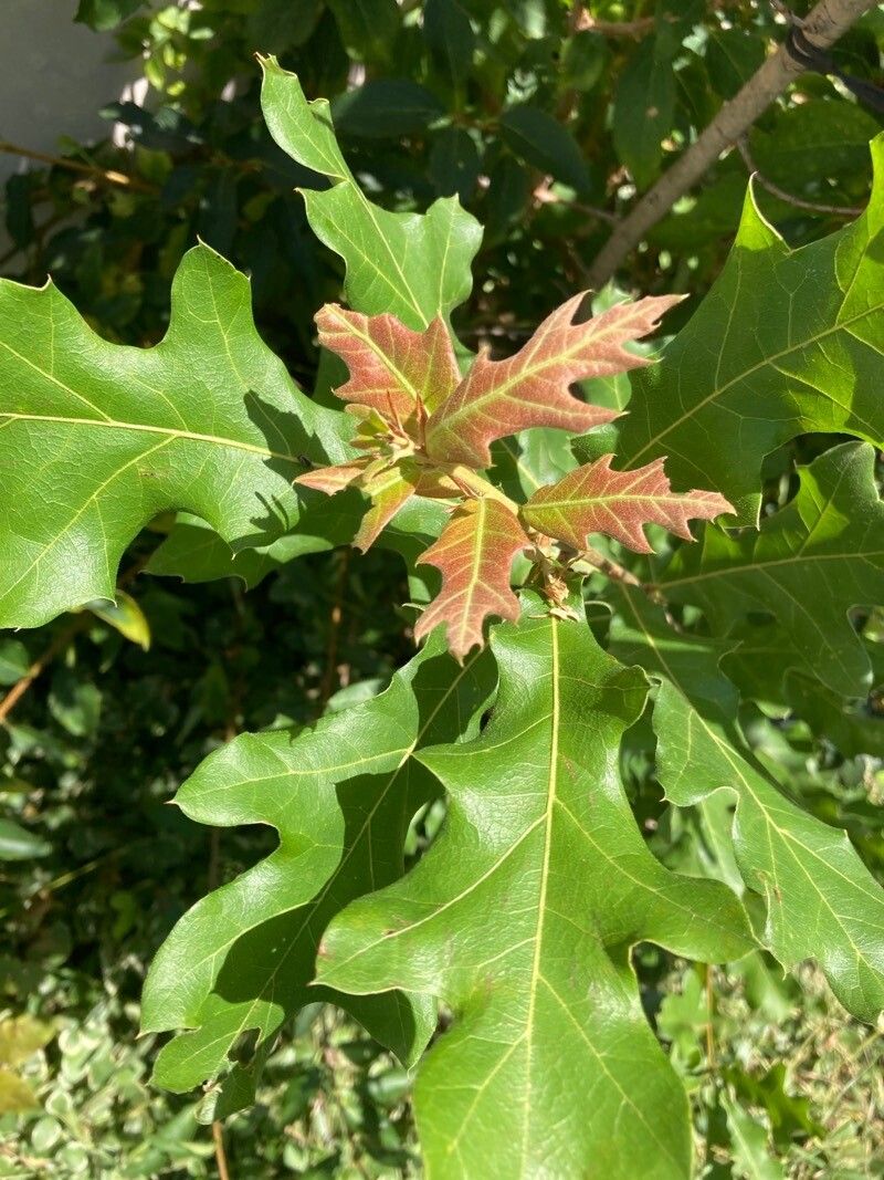 Quercus buckleyi leaf
