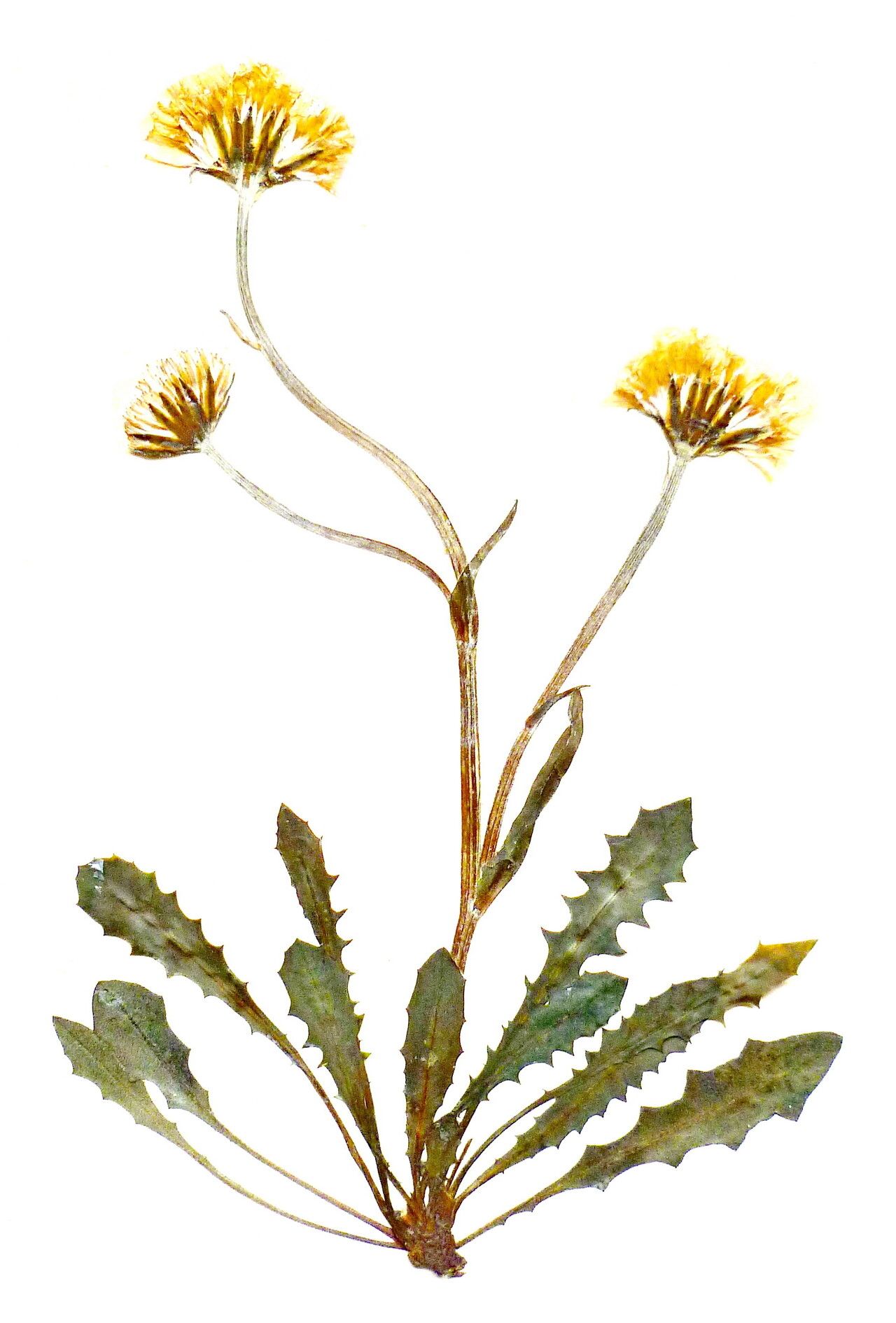 Crepis alpestris — related species from the same genus