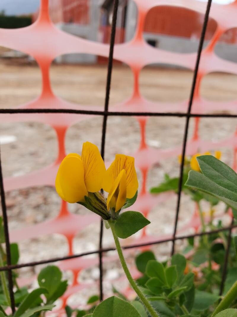 Tetragonolobus biflorus flower