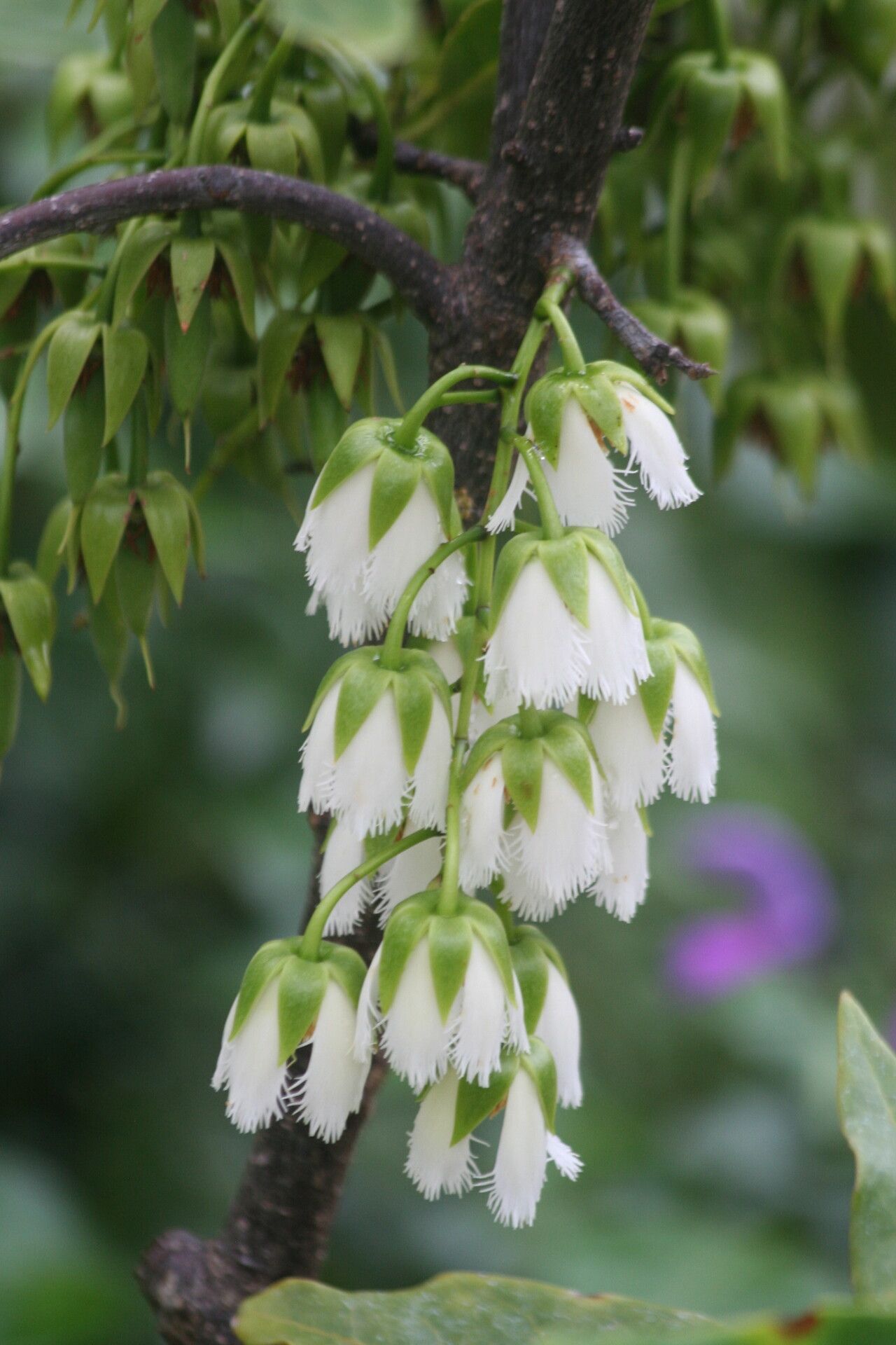 Elaeocarpus bojeri — related species from the same genus