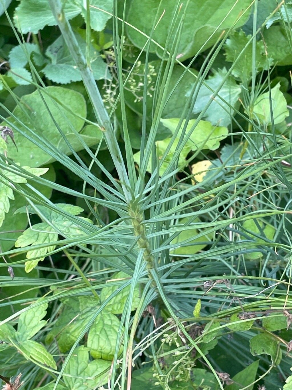 Asphodeline lutea — houseplant care guide