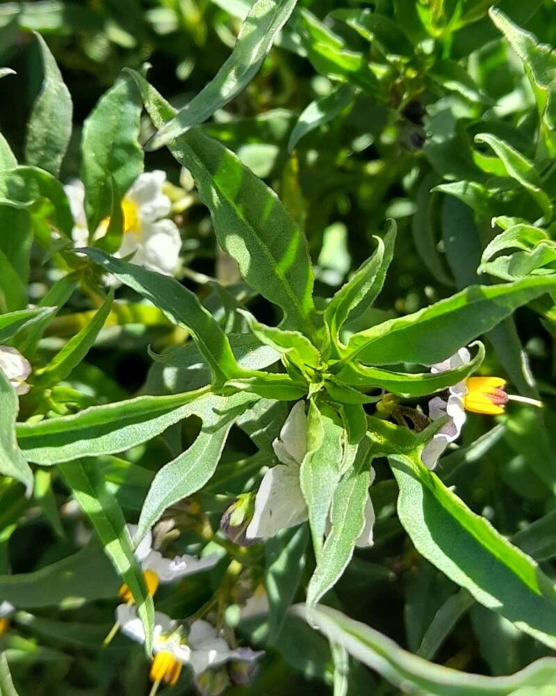 Solanum tripartitum — houseplant care guide