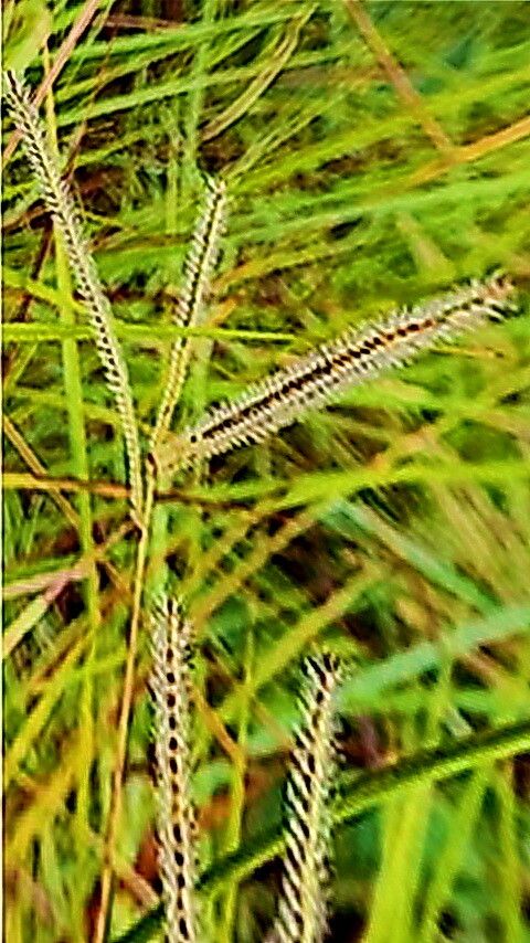 Axonopus aureus — related species from the same genus