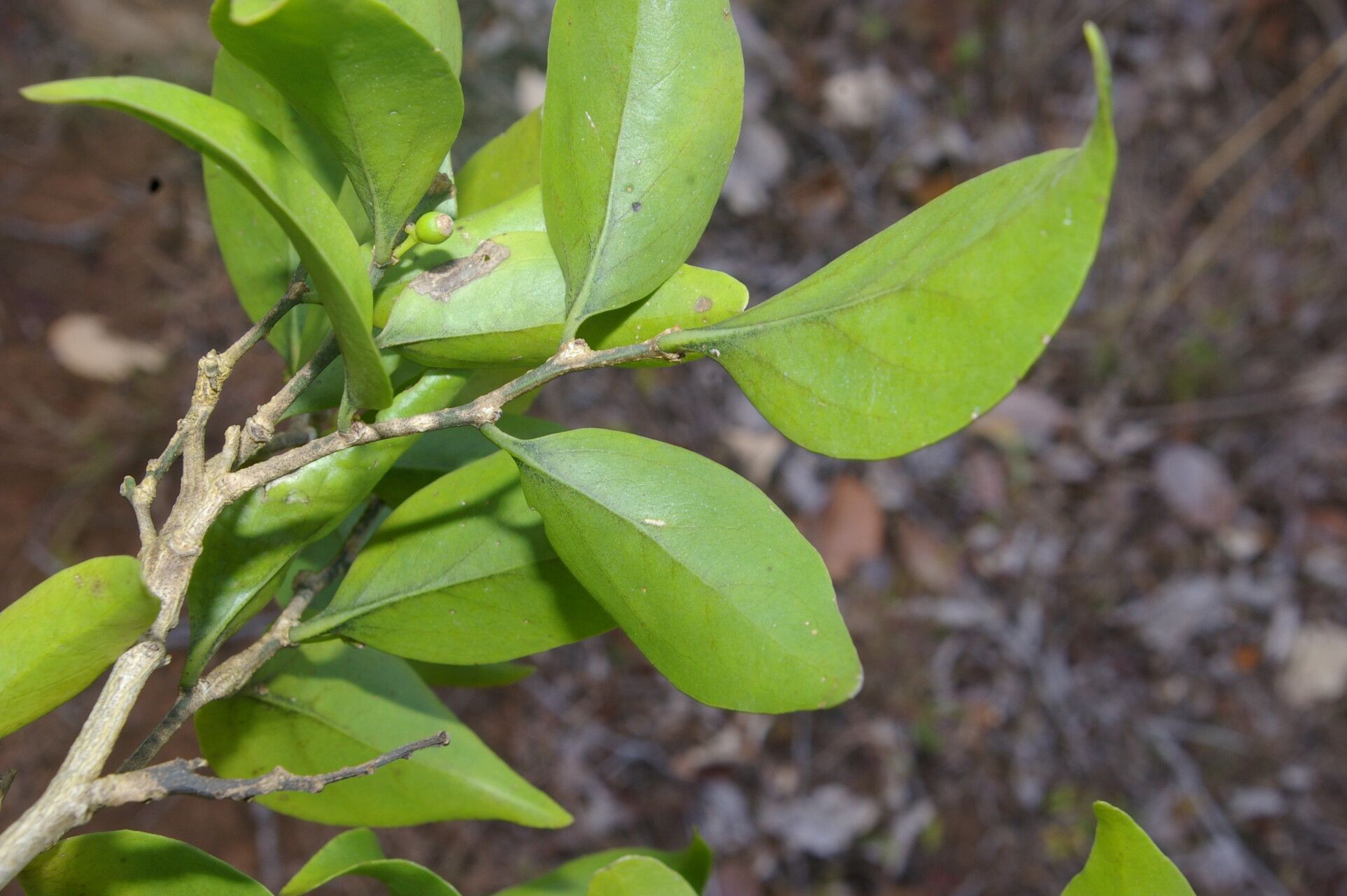 Agonandra macrocarpa leaf