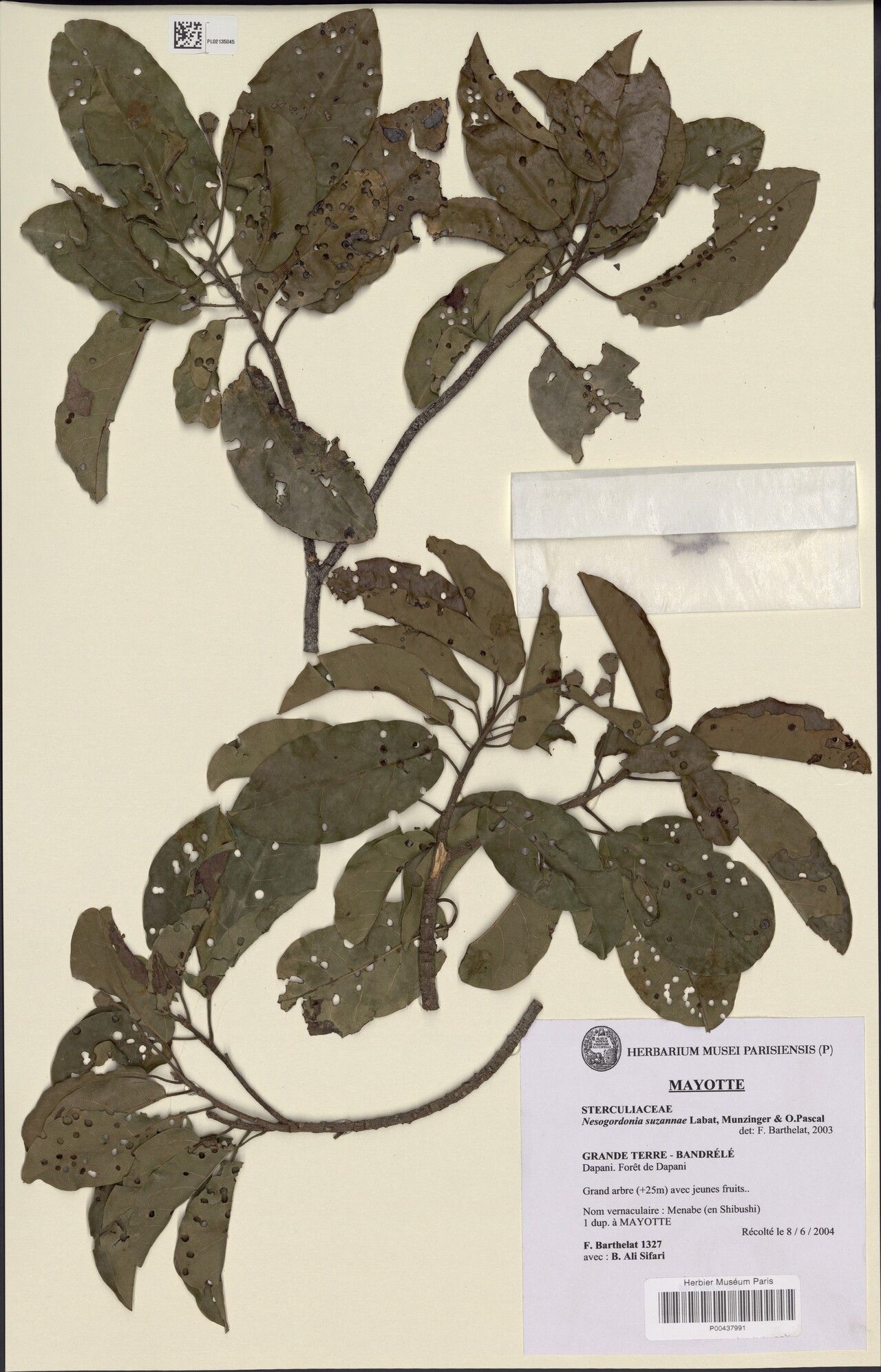 Nesogordonia suzannae — houseplant care guide