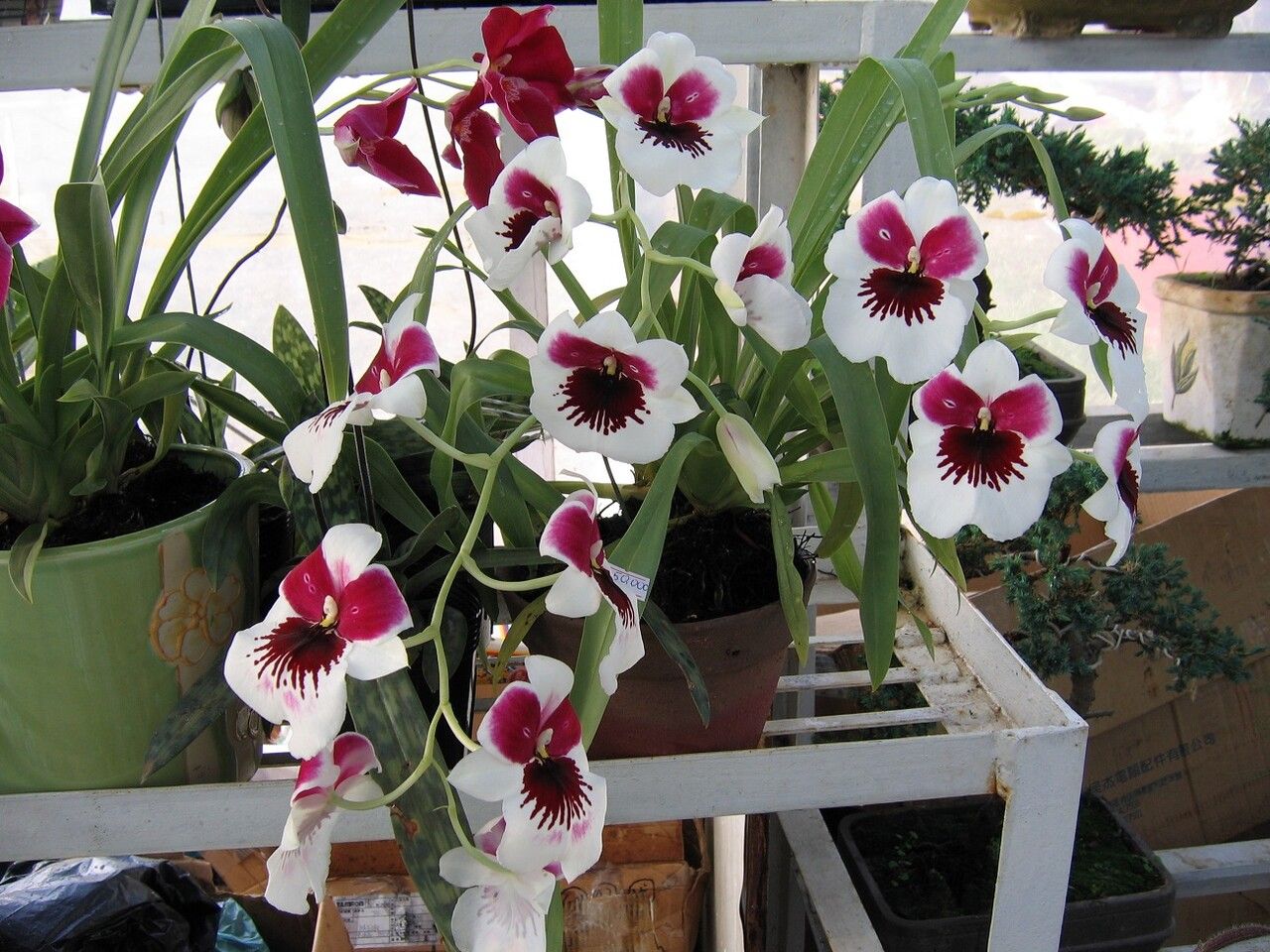 Miltoniopsis phalaenopsis flower