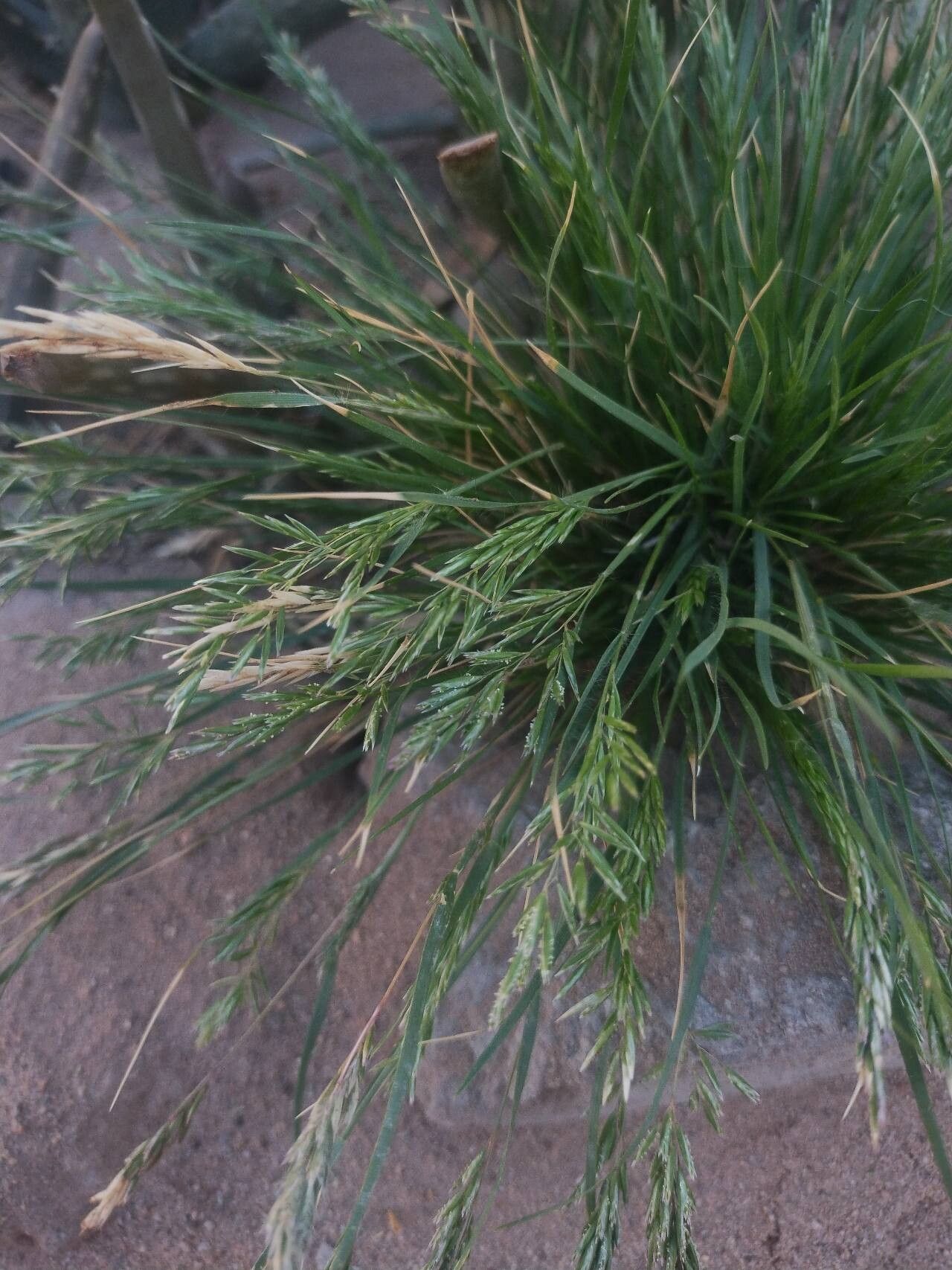 Schismus barbatus flower