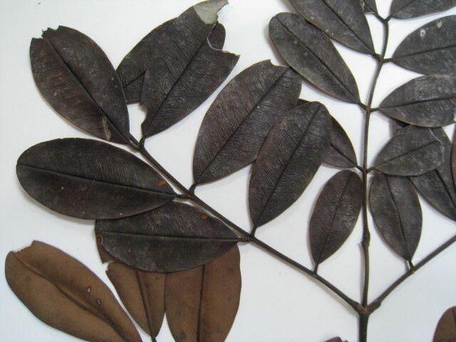 Dimorphandra ignea other