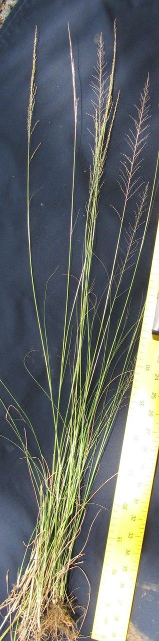 Sporobolus jacquemontii — search result for 'Sporobolus'